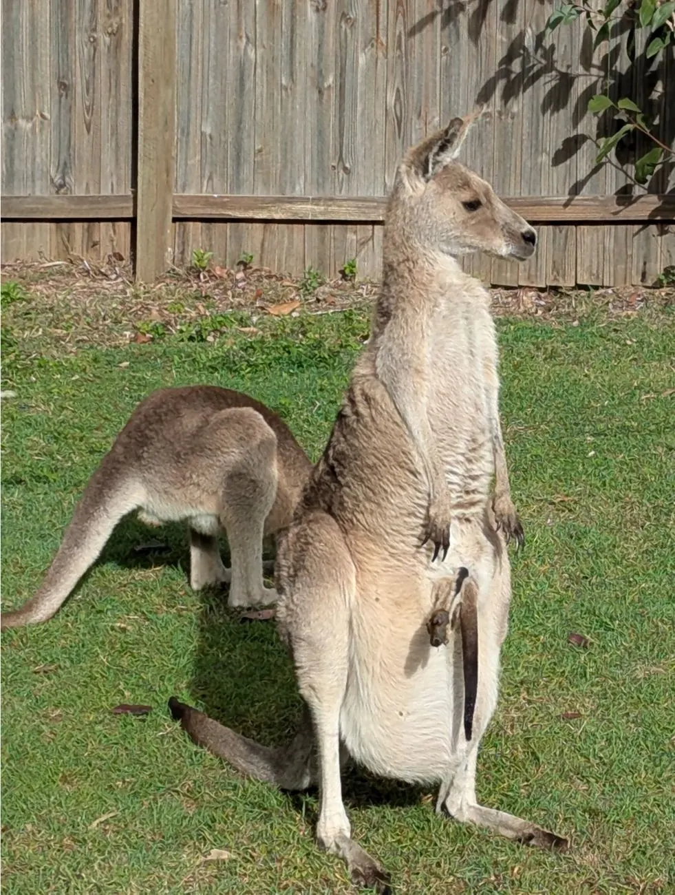 Kangaroos with a joey on the grass beside the centre