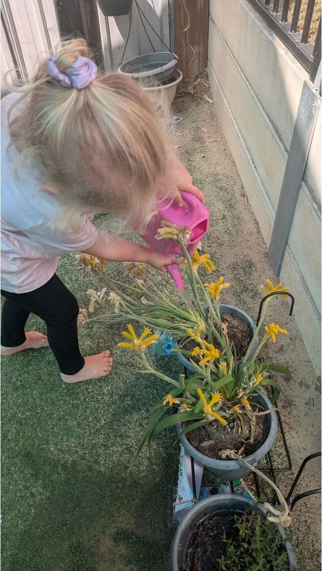 A child watering the kangaroo paw in its pot